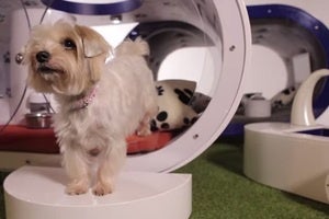 samsungdoghouse