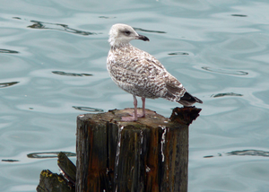 openoffice seagull