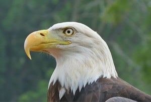 bald eagle